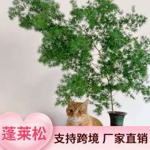 羳RoĹնYƷҾbR֦lɻdiy