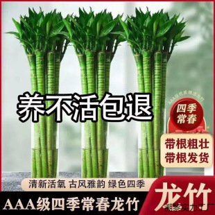 ���񎧸��ˮ�B�҃ȿ͏d�^�����Ĳ��񎧸������ش�̖���F�����S