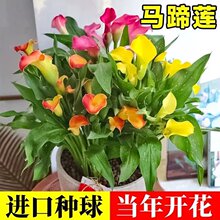 ��ɫ�R��ɏ����M�ڷN���҃��������Զ������ߙn�ļ����N�r��ֲ��