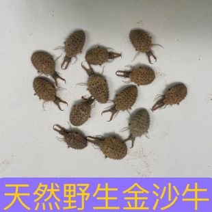 �x�Ľ�ɳ�F��ţ����ρţ��ţ��ɰ���w�ɳ���˪{���x��