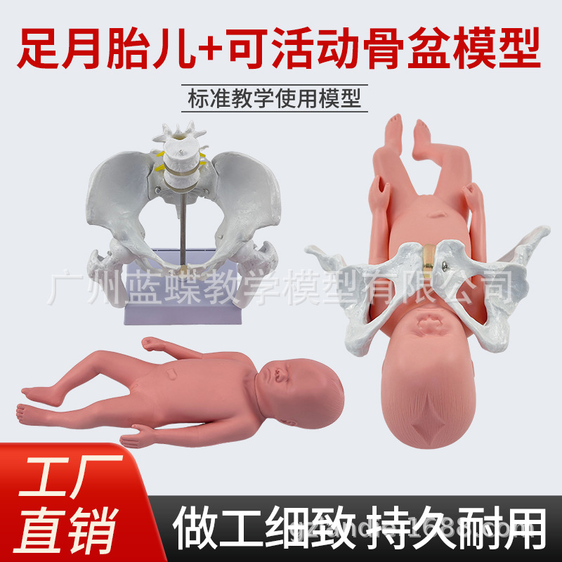 ��������̥����������ʾ��ģ�͸����ƿɻŮ�Թ���������ʾ�̾�