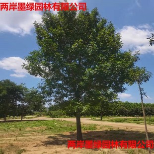 �F؛���l��ϞС���Ϟ����@���е�ͥ�a�������ֵ��G�����Ͱ�Ϟ