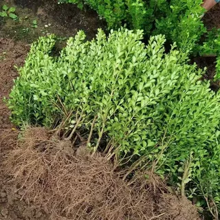 小叶黄杨苗瓜子黄杨苗室外园林苗耐旱耐寒植物庭院绿化苗木篱树苗