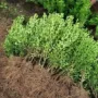 耐寒植物庭院小叶黄杨苗