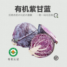 有机紫甘蓝 有机认证无农残 新鲜蔬菜 美味健康辅食沙拉顺丰