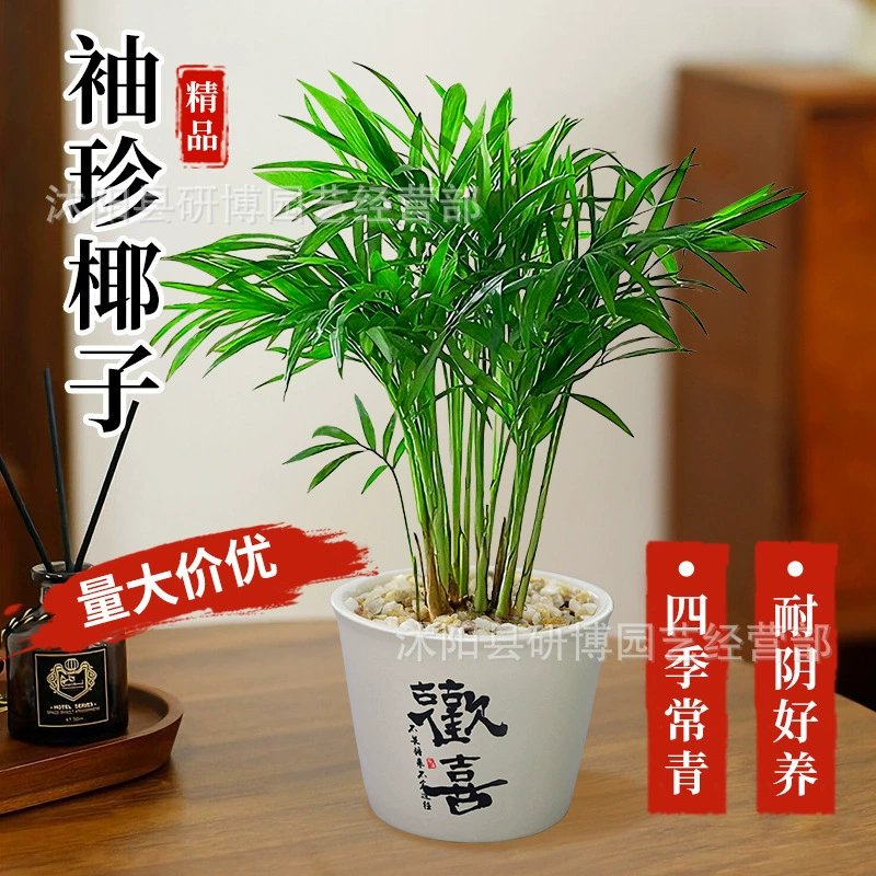 Карманные комнатные растения в горшках с кокосом для гостиной, прихожей, спальни, офисного стола, легко ухаживать в любое время года.