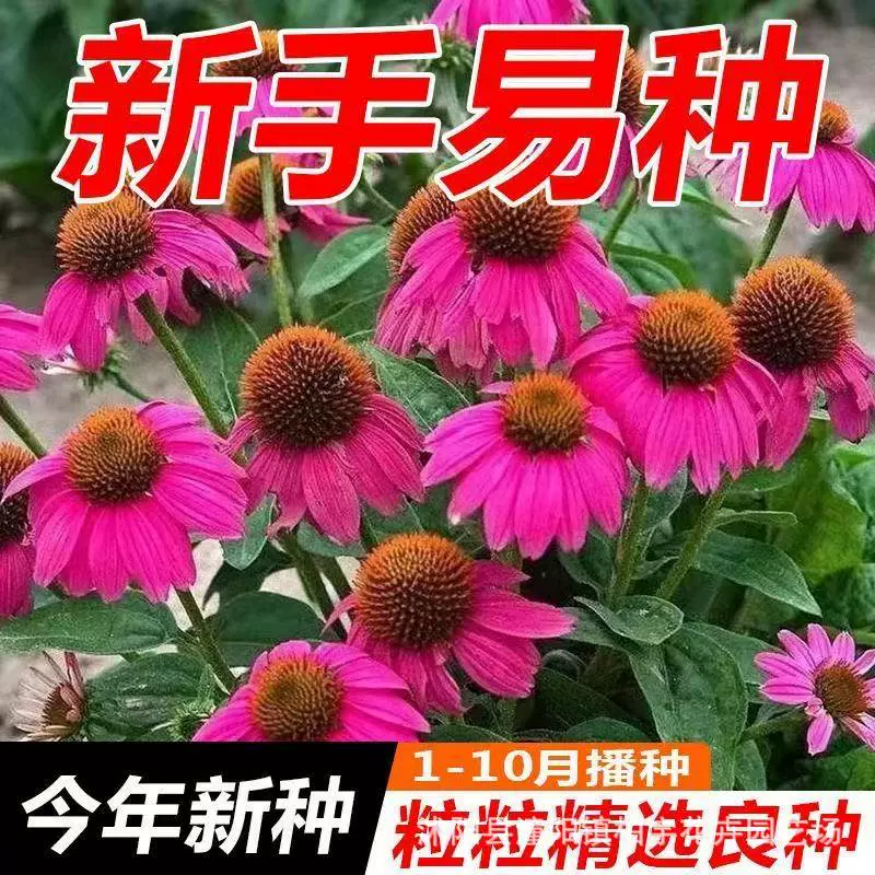 Семена хризантемы фиолетового соснового шишка Семена хризантемы фиолетового конуса Семена хризантемы многолетние Семена цветов на открытом воздухе на балконе в горшке