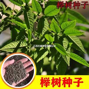 �Θ�N�� �t�Θ�N�� С�~�t�� Ѫ�� ���~�ηN�Ӹ߳�ѿ�����󃞻�