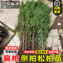 �ȱ�ؘ��瞢���С���ļ������ͺ��G�����������əu�؂Ȱ�Ĺ����