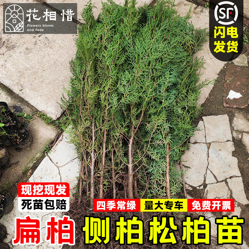 侧扁柏树苗洒金柏小苗四季常青耐寒绿化工程苗塔松桧柏侧柏墓地松