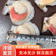 新鲜超大扇贝肉冷冻水产即食大号扇贝肉带黄无沙鲜冻扇贝肉
