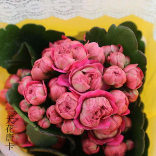 Large Flower, Stunning Thangka, Longevity Flower, Four-Season Balcony Flower, Double-Petaled Window Sill, Perennial Herb, Easy to Grow Succulents