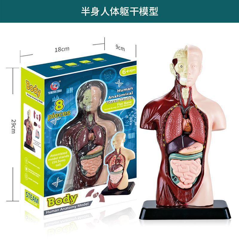 国境を越えたおもちゃ早期教育人間の臓器骨格モデルセット科学と教育小中学生 DIY 組み立て子供のパズル|undefined