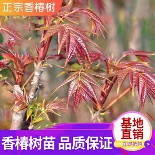 ʳ㴻t;G㴻ԵϱNֲͥԺˮ