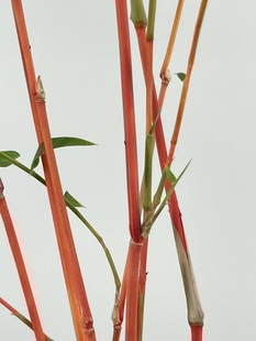 红竹 红观音竹 耐热耐寒室内禅意书房庭院阳台茶室内水培植物绿植-阿里巴巴