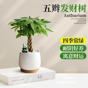 2025�¿�lؔ��С�����k����������ؔ�Gֲ�[������ֲ���ļ����B��