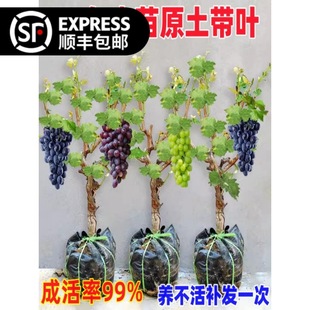 ���ј����ش�޷�o��ꖹ�õ���������{��ʯ�����ϱ����N����Y��