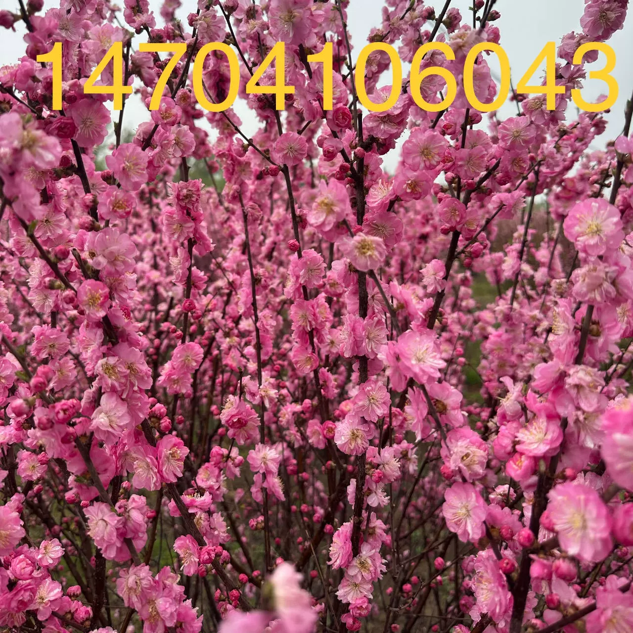 Вяз слива цветок двойной лепесток Вяз Слива живая изгородь Вяз Слива шар кластер Вяз Слива вяз Слива маленький