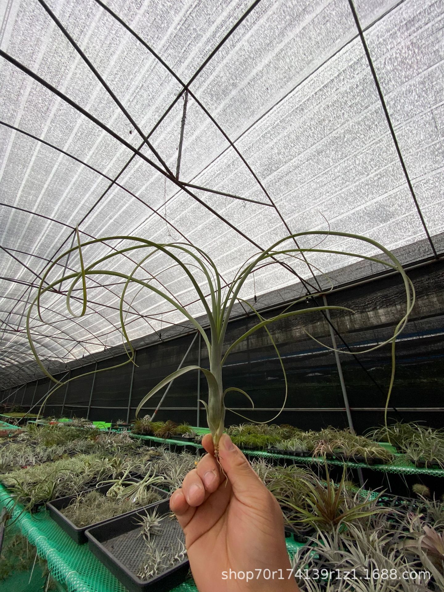 Large willow leaves 40-50cm