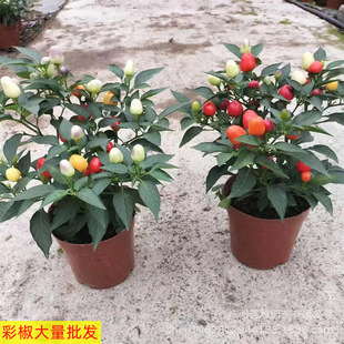 140#�ʽ���ʽ����l�^�p������ֲ���҃��̨�͏dȤζ�Gֲ����