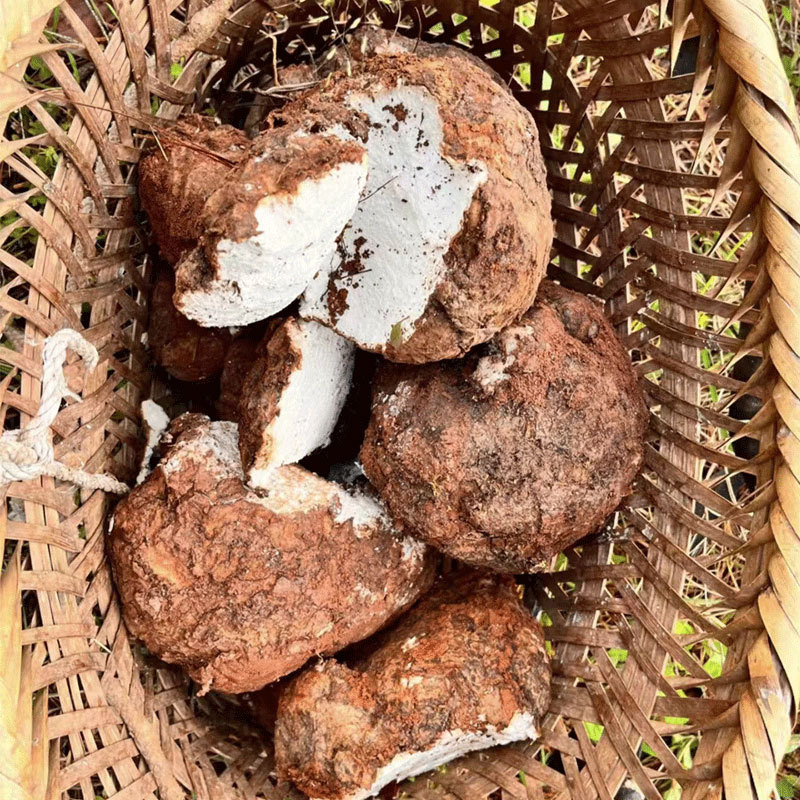 Wild Poria Fu Ling Whole Dried Herb 500g Traditional TCM Decoction Pieces overview