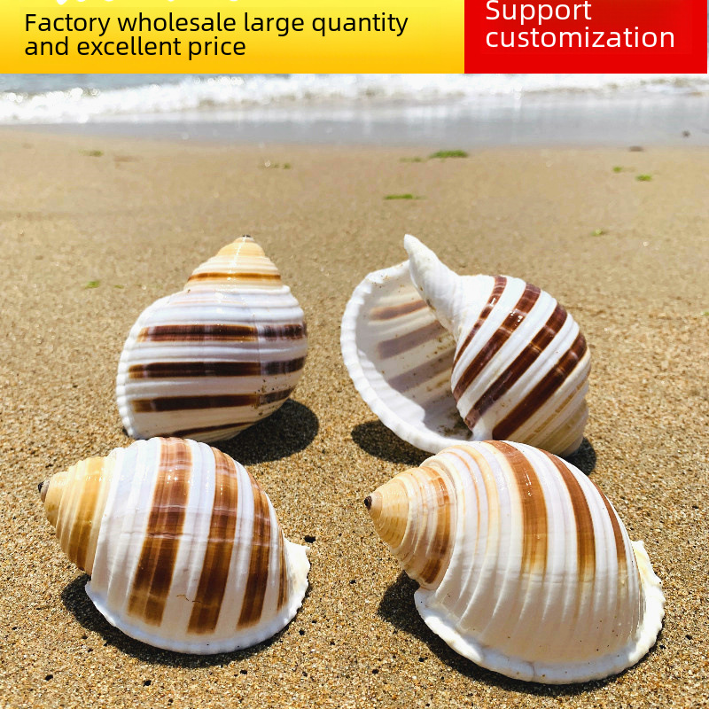 Qin snail natural shell big conch fish tank aquarium box decorative…