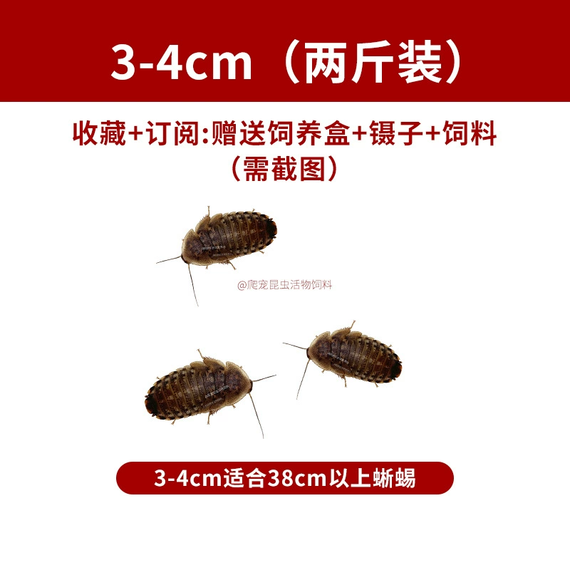 Живые дубиа-тараканчики (Blaptica dubia), размеры 0,5–4 см, корм и племенной состав