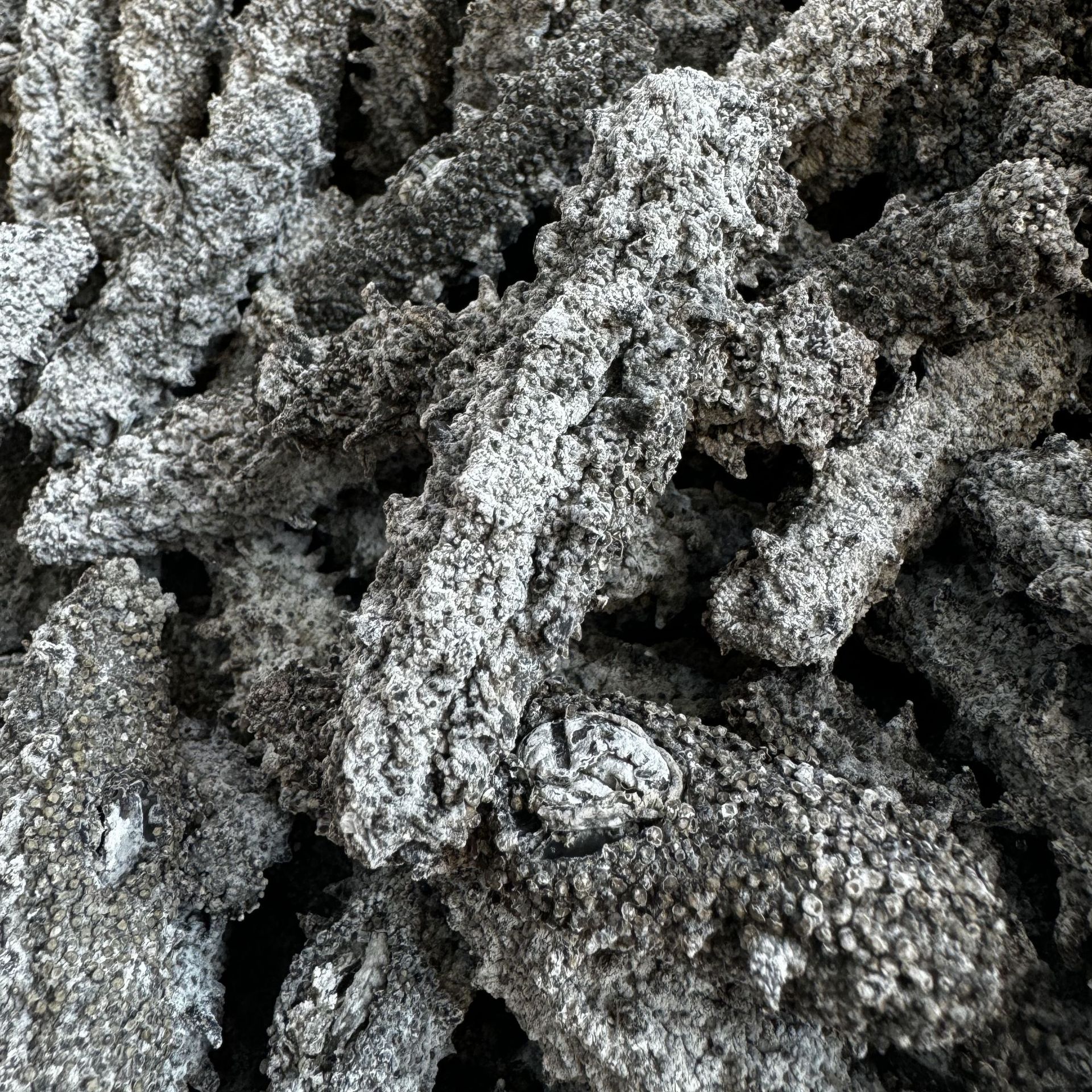 老淡干海参渤海湾刺参水产干货非即食海参高泡发