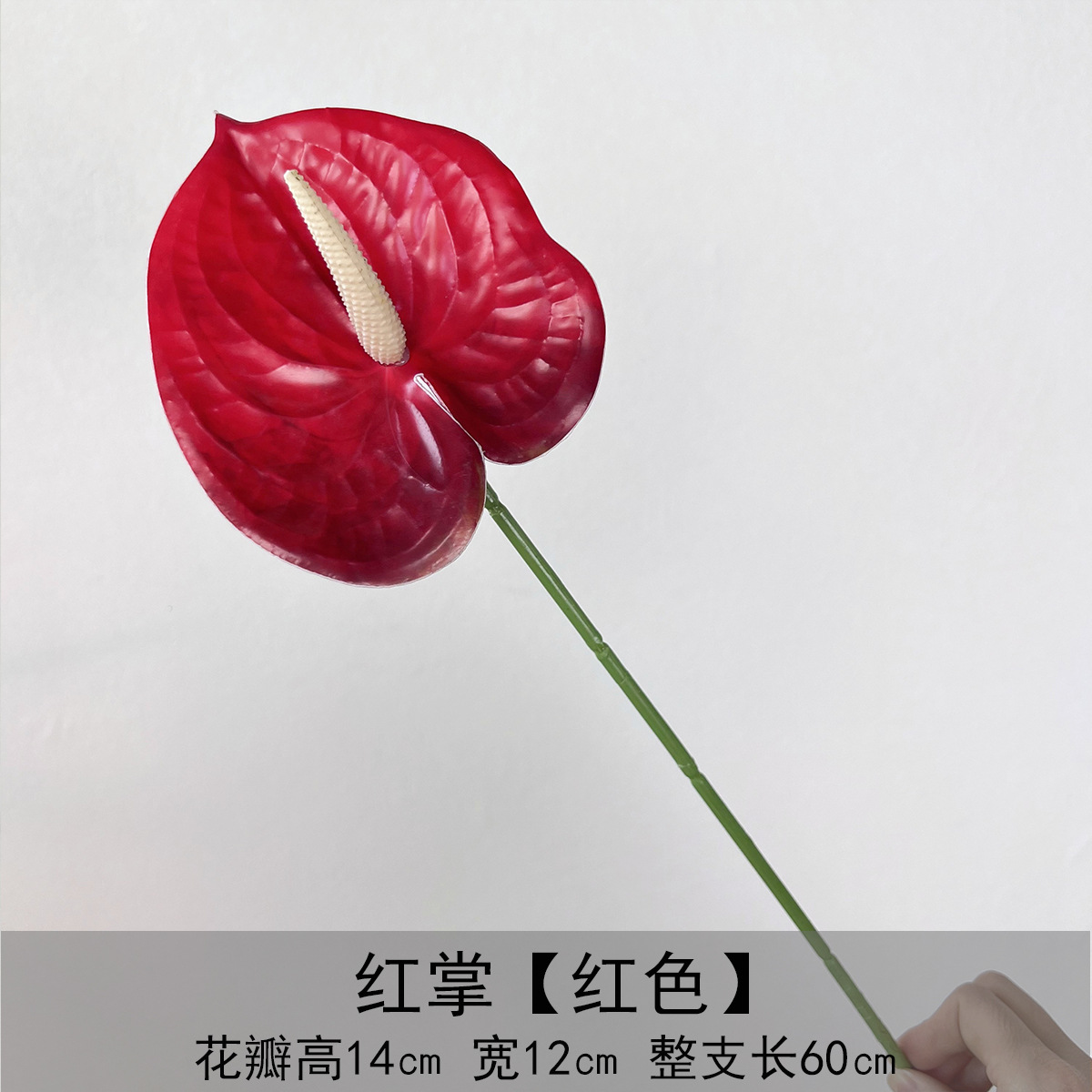 안스리움 - 레드 (Anthurium - Red)