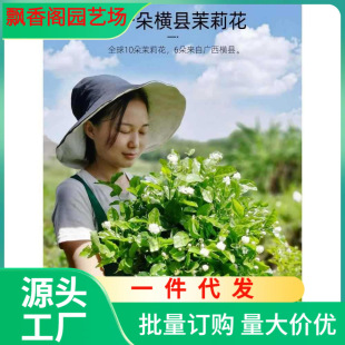 A generation of double jasmine seedlings outdoor green balcony flowers potted four seasons flowering courtyard windowsill flowers