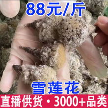 ���؅^ɽ؛��ѩɏ���ɻ� ����ɽ؛���خa���l���l