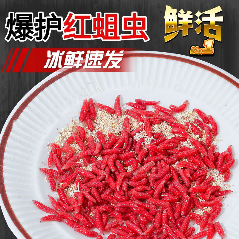 Fresh Red Maggot Live Bait, Red Worm Fish Bait, Outdoor Wild Fishing Crucian Carp Bait, Stream Mouth Explosion Bait, Red Yeast Insect