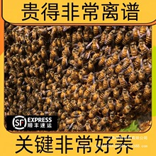 广西蜜蜂活群带王中蜂群群蜜蜂王产土养带蜂箱带子脾活顺丰邮包