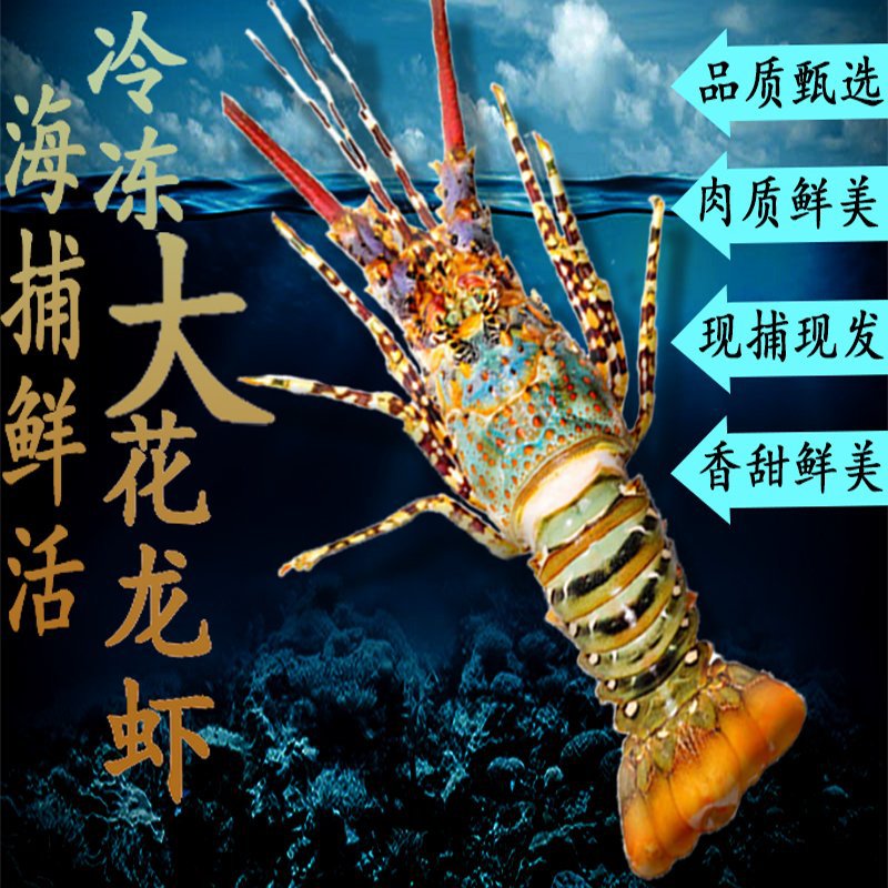 活冻龙虾新鲜大花龙深海鲜活速冻花龙波龙