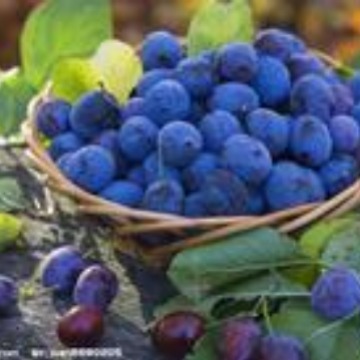 供应优质蓝莓香精5KG起售