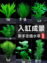 �~��ˮ��ֲ����쾰�[��ȫ�����ˮ��Gֲ�b�����ˮ��ˮ��