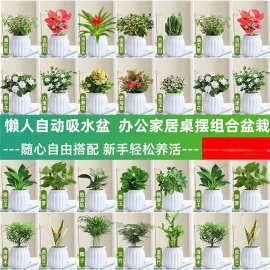 绿萝箩桌面绿植发财树盆栽栀子花办公室内植物花卉多肉水培好养活