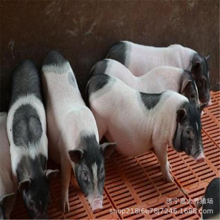 巴马香猪幼崽活体小猪仔活苗一对香猪仔活猪家养迷你宠物香猪养殖