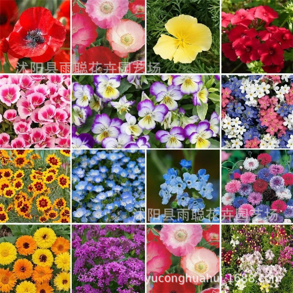 家用种子小包装组合代发四季通用易种家庭园艺花种子厂家阳台花籽