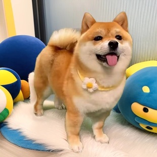 ���l��Ȯ��Ȯ���w�ձ���������С��Ȯ�o�lȮ��Ȯ���ﹷ���w����