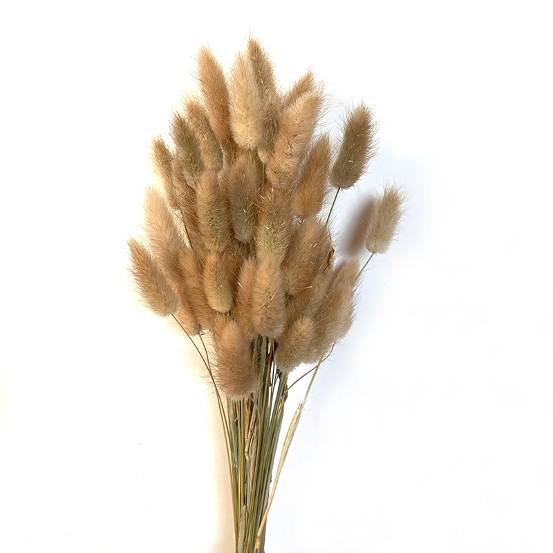 Hierba de cola de conejo flor seca hierba de cola de conejo blanco un montón de 50 piezas