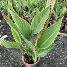 美人蕉盆栽基地直销杯苗粉花水生美人蕉袋苗各种水生植物杯苗