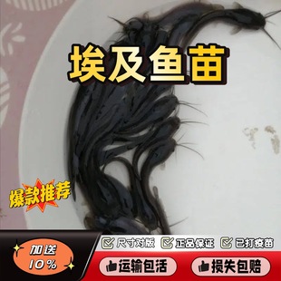 �����T�~���X�������S���X�����T�~�������~�������X�~����ʭ