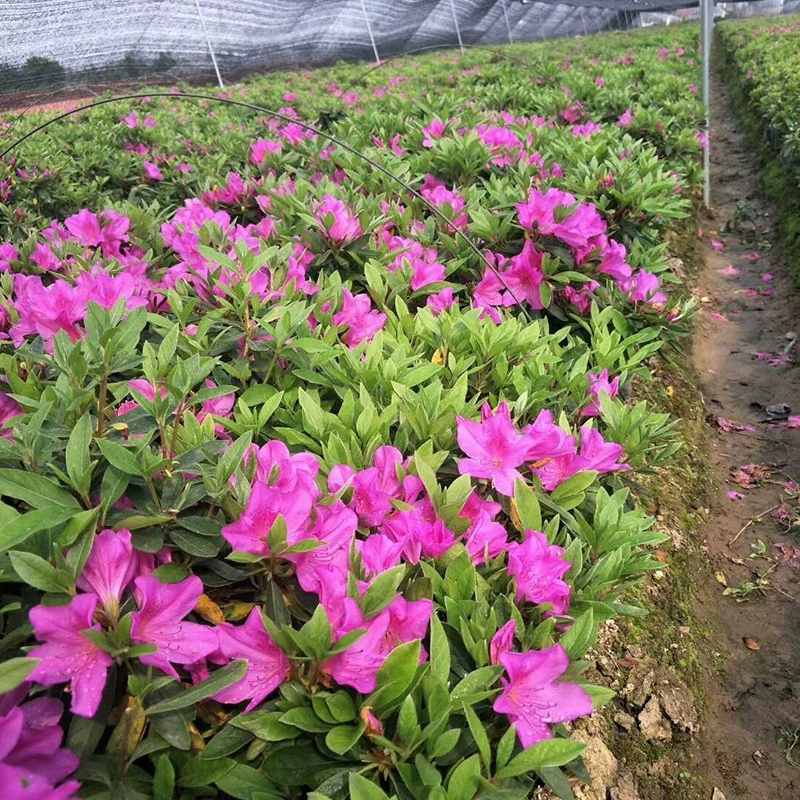 Инженерное Экологизация цветок кустарник колор блок волосатый рассада кукушки Озеленение весенний цвет кукушки блок рассада волосатый кукушка маленький волосатый шарик волосатый мяч