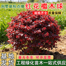 �t���^ľ��Ҏ���Rȫ�ͺ��ļ��t�~�����@�քe��ͥԺ�G���쾰���R