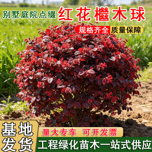 �t���^ľ��Ҏ���Rȫ�ͺ��ļ��t�~�����@�քe��ͥԺ�G���쾰���R