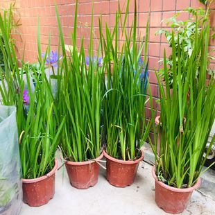 ���Ѳ�ˮ�Bֲ��ͦˮˮ��ֲ��������ˮ����ˮ���Ѳ�����x����ˮ�|