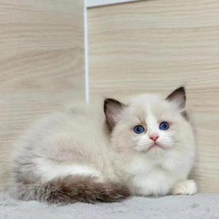 ����؈��؈���w���N��ż؈���̻��ﺣ�p�{�p��ż��؈���w�Lë؈��