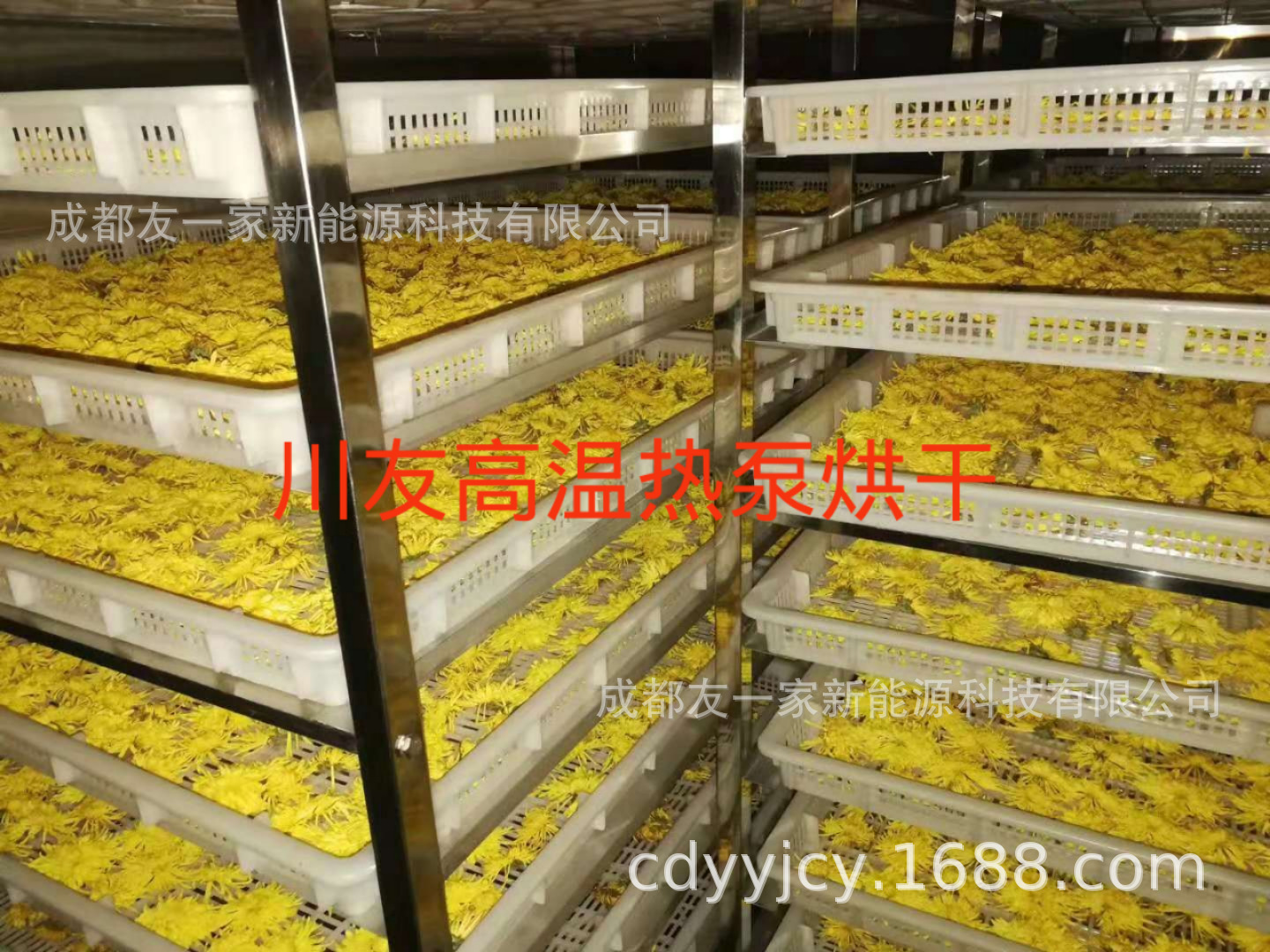 金丝皇菊空气能烘干房 菊花烘干机 胎菊热泵干燥设备厂家