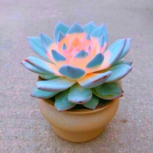 Bluebird Brocade Expensive Succulent Plant Flower Potted Indoor Green Plant Succulent Plant Easy to Live and Easy to Grow for Novices in All Seasons